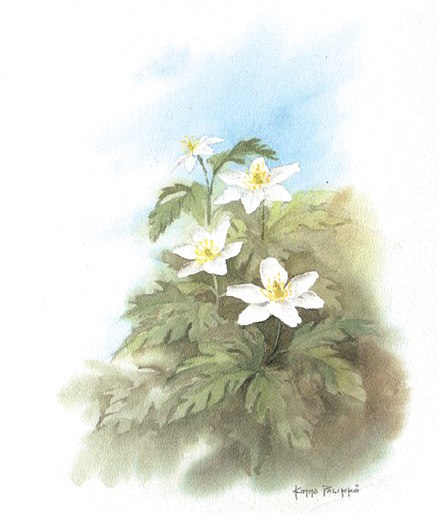 valkovuokot kimmo palikko